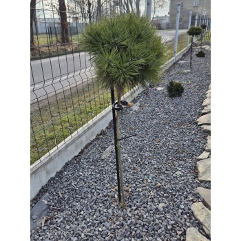 Podpora dla drzewek do ogrodu